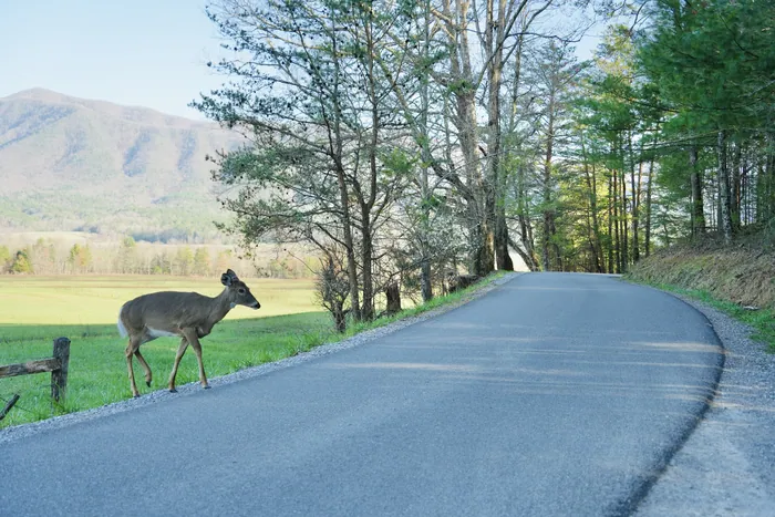 deer