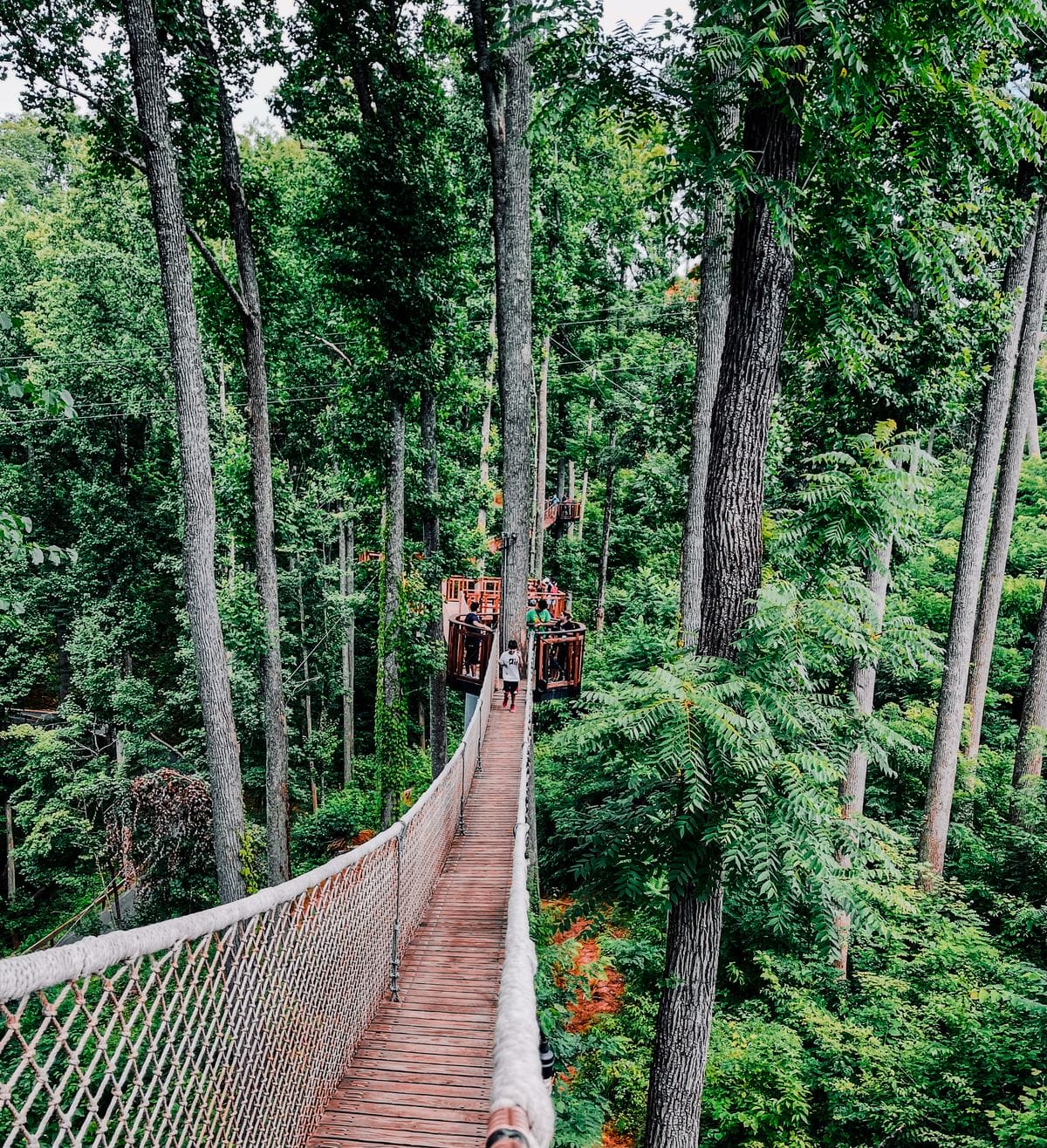 anakeesta hanging bridges